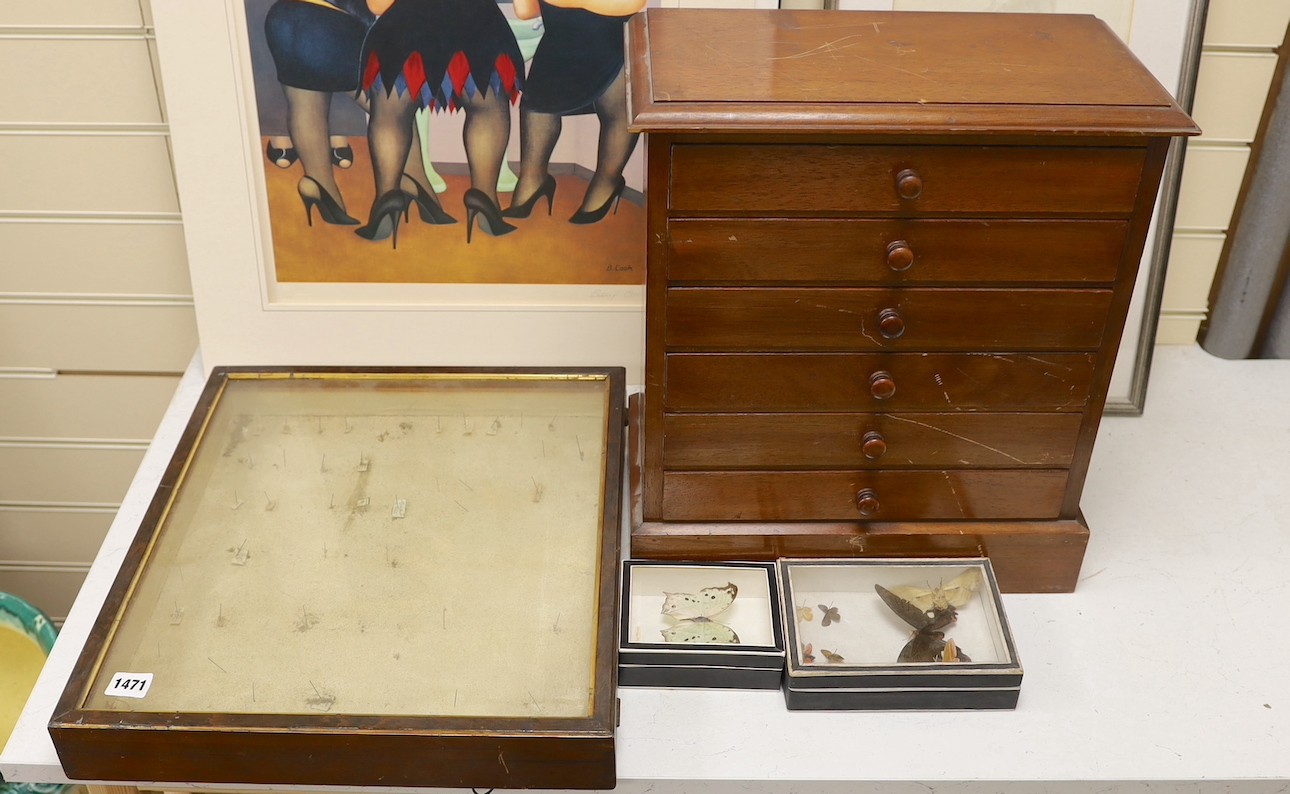 And early 20th century mahogany cabinet of UK moth and butterfly specimens, six trays together with two cased butterfly specimens and an empty display case, large cabinet 45 cms high x 39 cms wide.